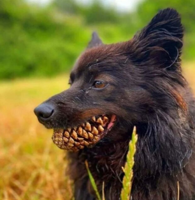 Domácí mazlíčci. Foto: snímek obrazovky laykni.com