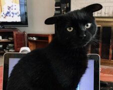 Smutná kočka s neobvyklýma ušima fascinovala internet-uživatele