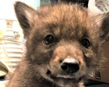 Mládě kojota se třáslo strachem a sedělo poblíž trati, dokud ho lidé nevzali na ruce