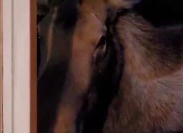 Zvíře. Foto: snímek obrazovky YouTube