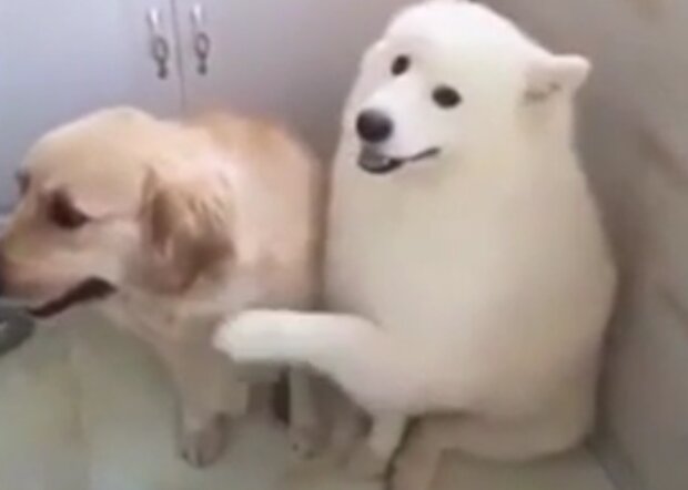 Dvojice psů. Foto: snímek obrazovky YouTube