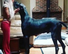 Německý dog váží 95 kilogramů: je tak obrovský, že  kolemjdoucí ho považují za koně