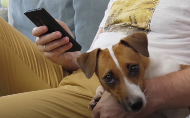 Pes. Foto: snímek obrazovky YouTube