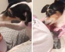 Pes tlačí ruku nastávající maminky tlapou, aby poslouchal dítě