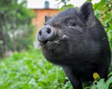 Selata přišla na pomoc rybě a zachránila jí život