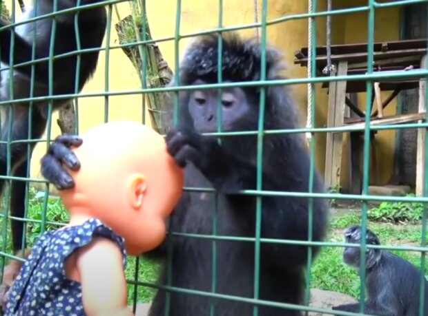 Zoo. Foto: snímek obrazovky YouTube