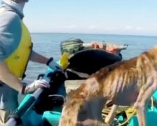 Neobvyklý záchranný příběh: pes se ocitl na pustém ostrově a mohl doufat jen v zázrak