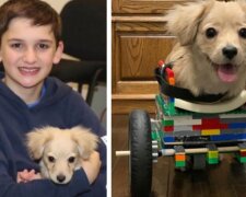 Dvanáctiletý chlapec vyrobil invalidní vozík pro štěně z Lega, které se nenarodilo jako všichni ostatní