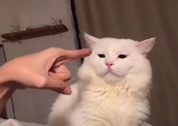 Kočka. Foto: snímek obrazovky TikTok