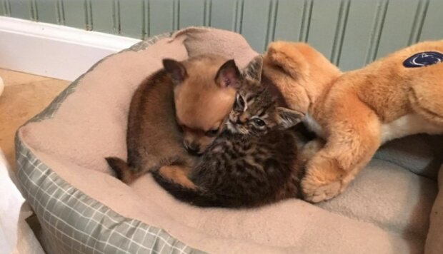 Upřímné přátelství: Malé kotě zachránilo štěně a nyní jsou nerozluční. Fotky se dostaly na internet