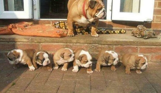 Fotografie: duck.show