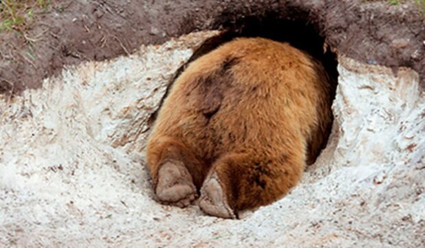 Medvěd. Foto: snímek obrazovky laykni.com