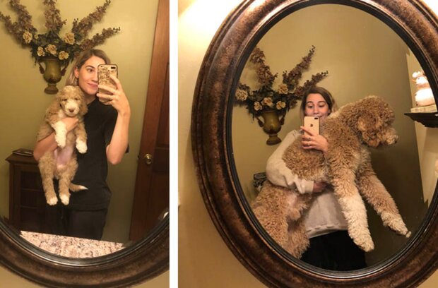 Pes a holka. Foto: snímek obrazovky francis4nier / twitterrachel_hanna13 / twitter