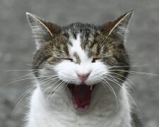 Kocour Larry, Foto: snímek obrazovky Twitter