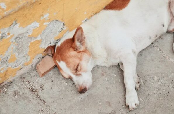 „Zasloužilí si slušnou postel“: majitel obchodu s nábytkem se stará o toulavé psy