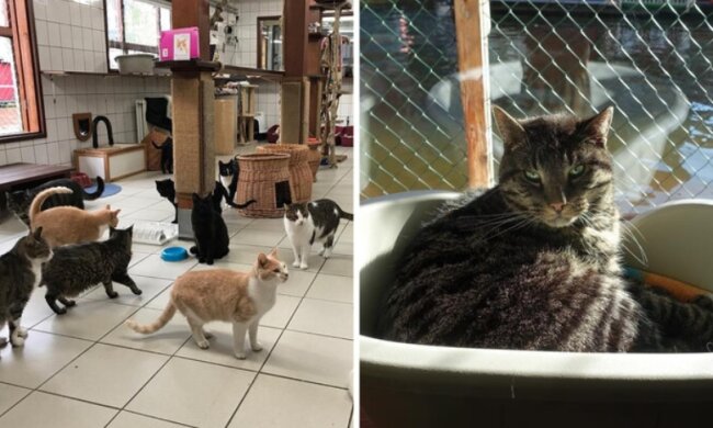 Žena se ujala několika desítek koček a poté je přesunula na velmi zvláštní místo