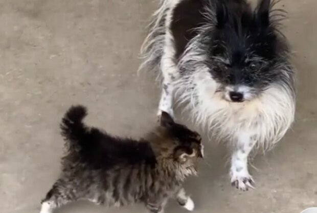 Pes a kočka. Foto: snímek obrazovky TikTok