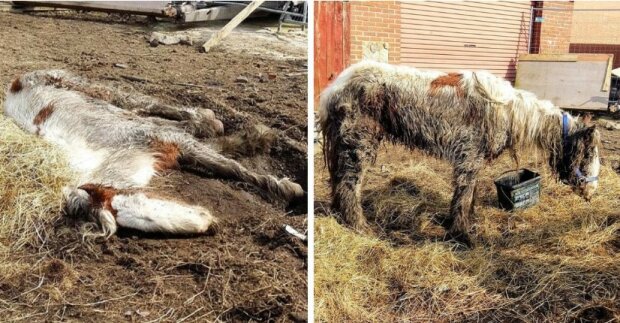 Pony Heidi se už rozloučila se životem, když ji našli dobrovolníci, ale veterináři udělali zázrak