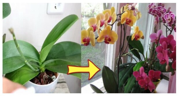 Díky tomuto jednoduchému triku orchideje pokvetou jak šílené