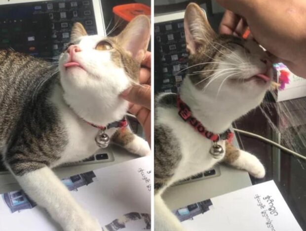 Fotografie: reddit.com