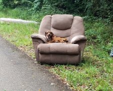 Věrný hlídač: pes ani na chvíli nevstal z křesla, které zůstalo na ulici