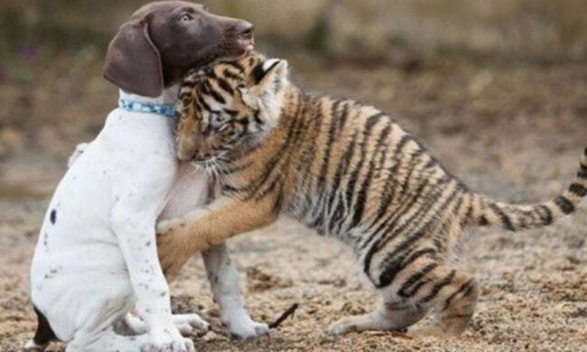 „Trochu jiný, ale co“: Jak tygří mládě odmítnuté jeho matkou našlo svého nejlepšího přítele – štěně