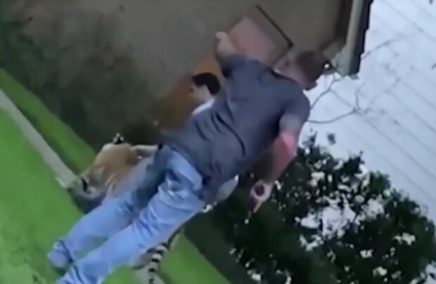 Tygr kráčel tiše mezi domy. Foto: snímek obrazovky YouTube