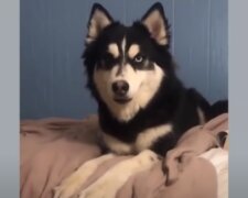 Pes. Foto: snímek obrazovky YouTube