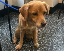 Jako aby se chránil  před špatným počasím, toulavý pes vstoupil do zamčeného domu: našel si majitele