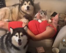 Když se domácí zvířata dozví, že jejich panička je těhotná: reakce zvířat se dostala do kamery