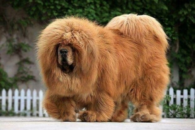 "Není to jen pes je to legenda" Nikdo nemůže odolat kouzlu chlupatých obrů: Tibetské mastify