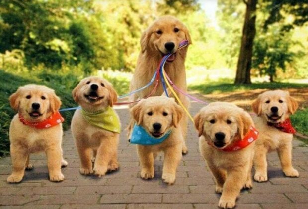 Fotografie: duck.show