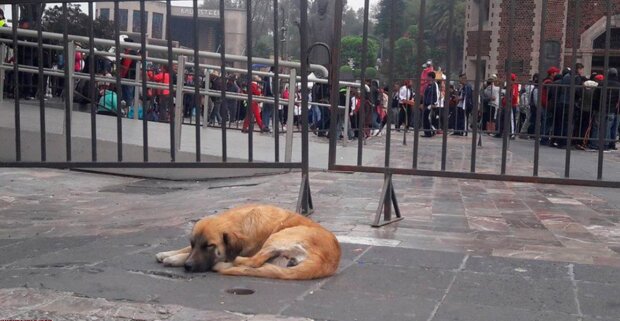 Každý rok bazilika poskytne přístřeší stovkám psů, kteří byli opuštění poutníky
