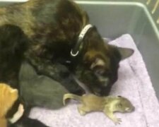 Jak kočka vychovala veverku se svými koťaty