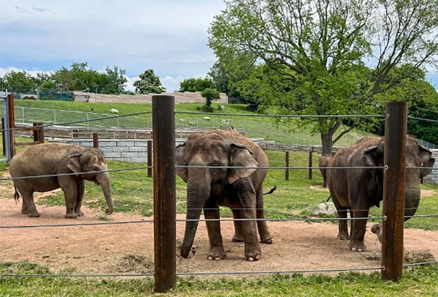 Narození slůňat bylo dlouho očekáváno: V New Yorku se slonice stala viníkem události, která se obvykle očekává roky