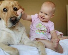 Fotografie: pets2.me