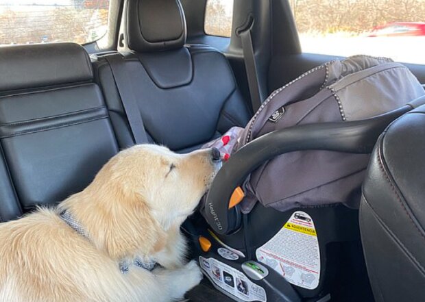 Pes a dítě. Foto: snímek obrazovky dailymail.co.uk