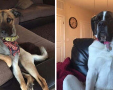 Obrázky psů, kteří si myslí, že jsou "lidé" a vypadají jako lidé