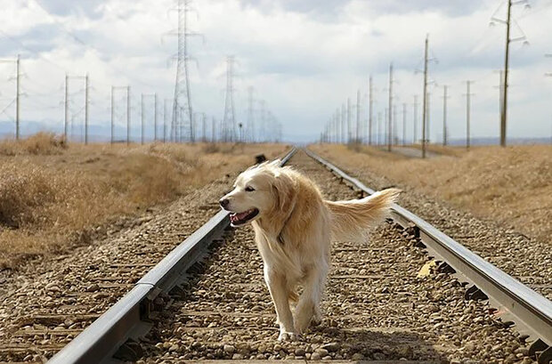 "Nejprve jsme viděli muže, který běžel po kolejích": Jak pracovníci železnice zachránili psa, který utekl na koleje