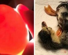 Žena zachránila prasklé vejce a dokázala z něj vylíhnout kačenku. Musela ho nosit 35 dní v podprsence