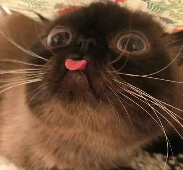 Fotografie: instagram.com/neko.ikiru.san