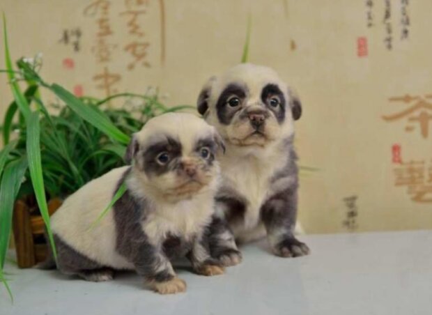 Zvířata. Foto: snímek obrazovky laykni.com