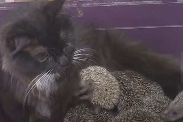 Kočka a ježci. Foto: snímek obrazovky YouTube