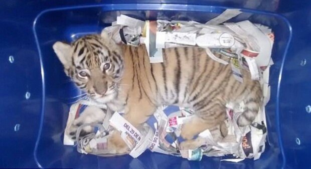 V Mexiku našli v zásilce živého tygra