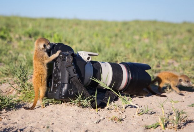 Surikaty. Foto: snímek obrazovky udivitelno.com