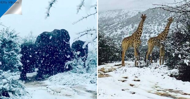 Hrozné sněhové bouře v Africe: bláznivé žirafy a sloni se pohybovali v závěji a jedli sníh. "Teď už jste viděli všechno"