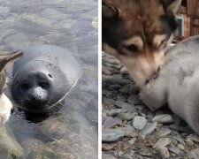Pes pomohl zachránit mládě tuleně, spletl ho se štěnětem: takto začalo přátelství