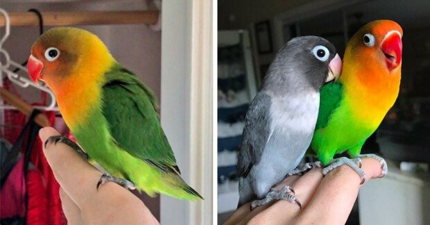 Barevný papoušek si našel gotickou přítelkyni a jejich děti jsou ještě více okouzlující než oba rodiče