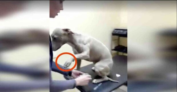 Pitbul šel na odběr červené tekutiny. Jeho reakce veterinářku překvapila. "Něco takového jsem viděla poprvé"