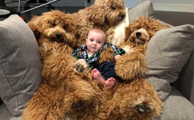 Pes a ditě. Foto: snímek obrazovky storyfox.ru